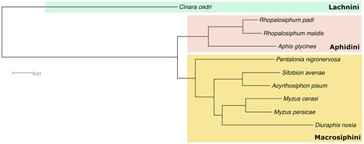 Maximum likelihood phylogeny of aphid species included in Mathers et al. (2020) with addition of S. avenae from this study. The species tree was inferred from a concatenated multiple sequence alignment of 4249 single copy genes present in all species and there was full support at all branches. Branch lengths are in amino acid substitutions per site.