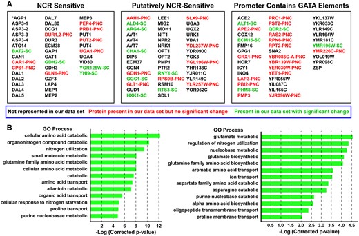 All known and potential nitrogen catabolite repression, NCR-sensitive genes in Saccharomyces cerevisiae. (A) Genes in black text were not represented in the proteomic data set. Genes in red text (labeled PNC, Present in proteomic data but No Change) were represented in the proteomic data set but their levels did not significantly change in any of the conditions we assayed during the course of all experiments we performed. Genes in green text (SC, Significant Change) underwent a significant change in one or more of the conditions we assayed during the course of experiments presented in this work. (B) GO process analysis output using the genes in (A) as the query. The GO list is incomplete. It is presented only to a −log(*corrected P-value) between 5 and 6 and 12.