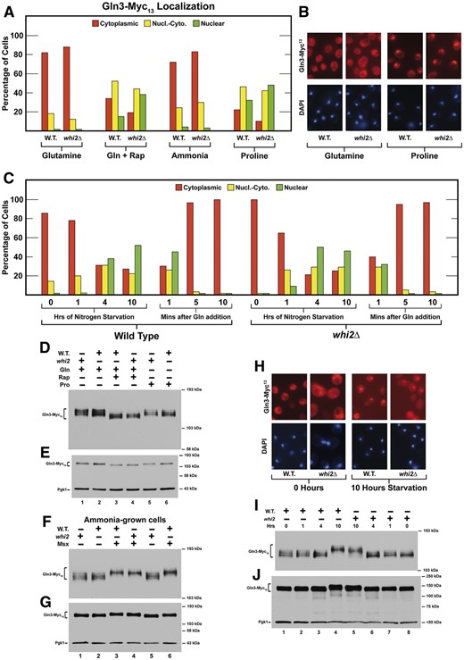 Responses of Gln3-Myc13 intracellular localization and phosphorylation to a whi2Δ. (A) Intracellular Gln3-Myc13 localization in wildtype (P1) and whi2Δ (P1-whi2) in cells provided with YNB–glutamine, ammonia, or proline as nitrogen source and with rapamycin added to glutamine (Gln + Rap) medium as described in Materials and Methods (our standard assay conditions, N = 1). Red histograms indicate Gln3-Myc13 located only in the cytoplasm, yellow indicates Gln3-Myc13 in both the cytoplasm and colocalizing with DAPI positive material, i.e., nuclear-cytoplasmic and green indicates Gln3-Myc13 only colocalizing with DAPI positive material, i.e., nuclear. Greater than two hundred cells were scored for each data point. (B, H) Illustrative examples of the types of cells that were scored in the three categories. (C) Response of Gln3-Myc13 in wild-type and whi2Δ cells undergoing short (1–4 h) and long term (10 h) nitrogen starvation followed by re-addition of glutamine for a short time. N = 1 because these results, which represent only a base line comparison, correlate with previously published experiments. (D) Gln3-Myc13 phosphorylation profiles in wildtype (P1) and whi2Δ (P1-whi2) cells provided with glutamine plus and minus rapamycin or proline. (F) Ammonia-grown cells untreated and treated with Msx. (I) Cultures were nitrogen starved for 0, 1, 4, and 10 h. (E, G, J) Duplicate blots to demonstrate the loading and transfer efficiencies.