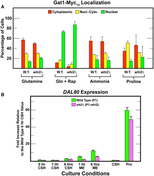 (A) Responses of Gat1–Myc13 intracellular localization in wildtype (P1) and whi2Δ (P1-whi2) cells provided with YNB–glutamine, ammonia, or proline as nitrogen source and with rapamycin added to glutamine (Gln + Rap) medium as described in Materials and Methods (our standard assay conditions). Data presentations are as described in Figure 3. (B) qPCR measurements of DAL80 expression in wild type (P1, green bars) and whi2Δ (P1-whi2, magenta bars) in cells grown for 0, 1, and 6 h in either SCCSH or SCME medium. Cells were also cultured in SCCSH and YNB–proline (Pro) to demonstrate DAL80 expression in response to nitrogen catabolite repression.