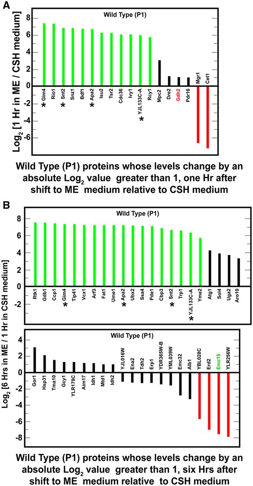Proteins whose levels changed by absolute log2 values ≥1 (i.e., equal to or greater than twofold) in wild-type (P1) cells but not in whi2Δ (P1-whi2) cells. Cells were cultured for 1 h (A) or 6 h (B) in SCME medium and the results compared with those obtained after cells were cultured for 1 h in SCCSH medium. Prior to the beginning of the experiment, cells were pregrown overnight in SCCSH medium to an A600 nm = 0.35. Genes whose proteins changed at both 1 and 6 h are marked with an asterisk. NCR-sensitive genes appear in green text. SGD GO process analysis of the genes in (A) or (B) did not yield any significant results with P-value ≤0.01.