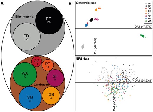 Population composition and discriminant analysis of principal components (DAPC). a) Elite material (n = 200) with ED and EF, landraces (n = 200) as a whole (LR) with CG, GB, RT, SM, SF, and WA. The size of each group is represented by the circle size and given as the number of individuals. b) DAPC of all 400 individuals from the 8 groups, performed with marker data (top) and NIRS data (bottom). The amount of variance explained by the first two discriminant analysis functions DA1 and DA2 is given in brackets.