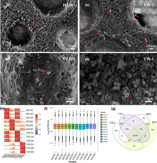 Spores on the transverse and longitudinal sections and the summary of transcriptome sequence datasets. Comparisons of the spore number on the transverse a, b) and longitudinal c, d) sections of mature fruiting body in the YW-1 and HZ203. Red arrows indicate the spores. Scale bar = 100 μm. e) Pearson correlation analysis based on global RNA-seq data from 12 libraries. f) Comparison of gene expression levels among different experimental groups. g) Venn diagram shows the number of sample-specific expressed genes and the shared expression genes between samples.