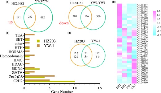 Expression of genes coding for transcription factors. a) Venn diagrams of differentially expressed transcripts between different developmental stages and the number of common DEGs in 2 strains. The left Venn diagram indicates the upregulated genes and the right one represents the downregulated genes. b) Heatmap of developmentally regulated TF-coding genes. c) Venn diagram of developmentally regulated TF-coding genes in YW-1 and HZ203. d) Transcription factor family distribution of developmentally regulated genes in YW-1 and HZ203.