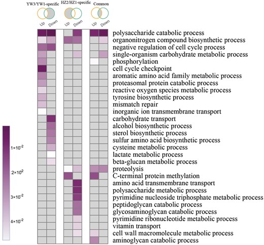 GO functional enrichment of differentially expressed genes. Venn diagrams represent DEGs among different comparisons (from left to right): DEGs specific in YW3/YW1; DEGs specific in HZ2/HZ1; and DEGs shared in HZ2/HZ1 and YW3/YW1. The GO terms with P-value <0.05 are shown in color; otherwise, they are in gray.