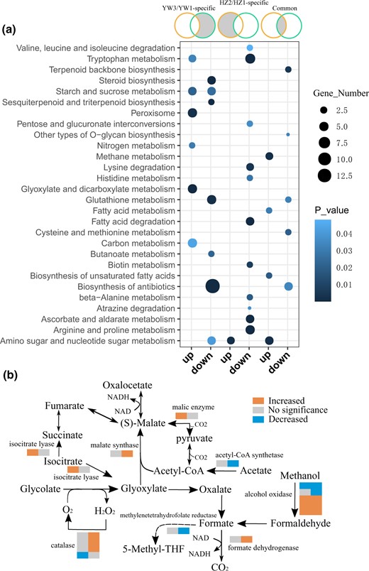 KEGG pathway enrichment of differentially expressed genes. a) KEGG enrichment for DEGs between different comparisons (from left to right): DEGs specific in YW3/YW1; DEGs specific in HZ2/HZ1; DEGs shared in HZ2/HZ1 and YW3/YW1. Significantly enriched pathways with P < 0.05 are shown. b) Differentially expressed genes in the carbon metabolic pathway. Two color bars for each enzyme from left to right represent the expression changes in HZ203 and YW-1, respectively.