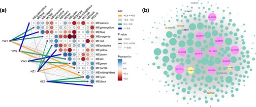 Coexpression network of transcripts involved in sporulation in G. lingzhi. a) Analysis of the module–trait association. The line color corresponds to the correlation coefficient between the module and the stage, the line weight corresponds to the P-value, circle size and color indicate the Pearson correlation between modules and is displayed according to the scale on the right panel. b) Correlation network analysis of the “brown” module. The gene coexpression network is a scale-free weighted gene network with multiple nodes connected to different nodes via edges. Each node represents a gene, and the size of node circle is positively correlated with the number of interacting genes. The hub genes are denoted in pink, the TF-coding genes are denoted in yellow, the meiosis-related genes are denoted in purple, and the other DEGs in this module are denoted in green.
