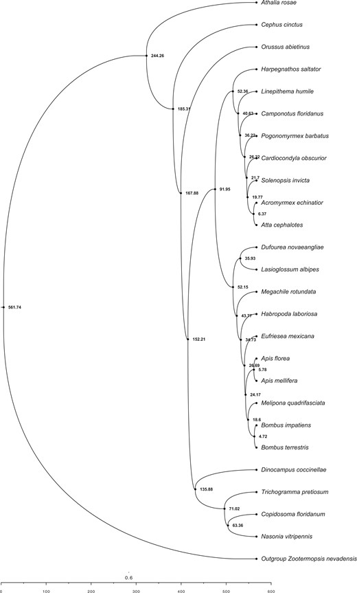Fossil-time calibrated species tree using 200 random genes (from 2,045 total genes) across all publicly available hymenopteran genomes in the i5k Project, with D. coccinellae placed as being sister to other Braconid wasps. All nodes are in units of MYA, and branch lengths are scaled by time, as indicated by the scale below.