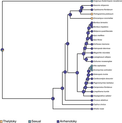 Ancestral state reconstruction using the stochastic character mapping method of Huelsenbeck et al. (2003), as implemented in phytools (Revell 2012), mapping the evolution of mode of parthenogenesis across all hymenopterans, in comparison with the outgroup, Z. nevadensis. The pies at internal and external nodes represent the posterior probability distribution of 1 of 3 possible states: (1) Thelytoky, (2) Arrhenotoky, and (3) Sexual reproduction.