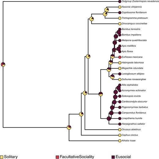 Ancestral state reconstruction using the stochastic character mapping method of Huelsenbeck et al. (2003), as implemented in phytools (Revell 2012), mapping the evolution of sociality across all hymenopterans, in comparison with the outgroup, Z. nevadensis. The pies at internal and external nodes represent the posterior probability distribution of 1 of 3 possible states: (1) Solitary, (2) Eusociality, and (3) Facultative sociality.