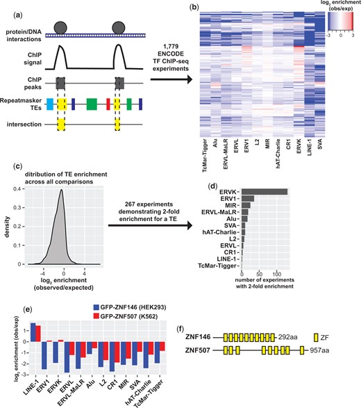 Identification of TFs that bind transposable elements. a) Schematic of ENCODE TF ChIP-seq peak intersection with Repeatmasker annotated TEs. b) Heatmap of TF ChIP-seq enrichment on abundant TE classes calculated as the log2 ratio of observed (obs) peak/TE intersections relative to simulated shuffled peaks (expected, exp). c) Density of enrichment across all ChIP-seq experiment peak and TE class comparisons. d) Bar chart of the number of TF ChIP-seq experiments demonstrating 2-fold enrichment binned by TE class. e) Bar chart of peak enrichment on TE classes for GFP-ZNF146 ChIP-seq in HEK293 cells and GFP-ZNF507 in K562 cells. f) Schematic representation of ZNF146 and ZNF507 proteins and the distribution of their C2H2 zinc finger domains.