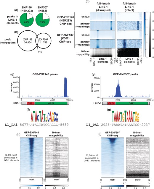 ZNF146 and ZNF507 target LINE-1 sequences. a) Pie chart representing the percentage of peaks in the indicated ChIP-seq experiments overlapping annotated LINE-1 elements. b) Venn diagram of peak interval intersections between the indicated ChIP-seq experiments. c) Meta-analysis of ChIP-seq enrichment at full-length disrupted (n = 13,092) or intact (ORF2 or ORF1 and ORF2) LINE-1 elements (n = 245) normalized to 5 kb. Below is the 100mer mappability score for the same regions (lower scores indicate lower mappability) d, e) Coverage of L1-mapping reads directly mapped to LINE-1 (human specific, PA1) consensus sequence. Below is a schematic of full-length LINE-1. f, g) Enriched motifs (see Materials and Methods) and corresponding LINE-1 (human specific, PA1) consensus sequence determined from ZNF146 and ZNF507 ChIP-seq experiments, respectively. h, i) Heatmap of ChIP-seq enrichment centered around occurrences of identified motifs (FIMO, P < 5e-6) found in annotated LINE-1 elements in their genomic context. On the right is the theoretical mappability of 100 bp reads in the same regions.