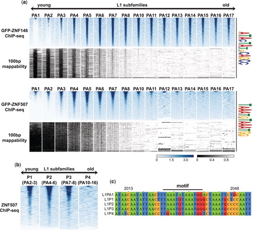 ZNF507 does not bind at old L1PA elements. a) Heatmap of ChIP-seq enrichment centered around occurrences of identified motifs (FIMO, P < 5e-6) ± 1 Kb after intersection and binning by LINE-1 subfamily. Below the ChIP-seq heatmaps (blue) is the theoretical mappability of 100 bp reads for the same regions (grayscale). b) Heatmaps as above but for LINE-1 subfamilies binned by their ORF2-derived classification. Relationship between the ORF2 and 3’UTR classifications is given in parentheses. c) Multiple sequence alignment of L1 subfamily consensus sequences. Positions are derived from the L1PA1 consensus sequence. Position of the ZNF507 ChIP seq binding motif identified by MEME is indicated above the alignment.
