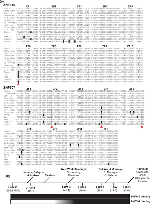 Conservation of ZNF146 and ZNF507 zinc finger domains. a) Alignment of protein sequences for ZNF146 and ZNF507 zinc finder domains (indicated by number above alignment) in candidate mammals. Abbreviated common names are used (R. macaque, Rhesus macaque; O. baboon, Olive baboon; Sq. monkey, Squirrel monkey; P. tarsier, Philippine tarsier; G. galago, Garnett’s galago). Black boxes indicate residue differences from human proteins. Gray boxes indicate nonidentical but similar residues. Red arrows indicate residues conserved in monkeys and apes, but not frequently observed in tarsiers, lower primates, or other mammals. b) Approximate timeline of primate evolution relative to the age of L1PA subfamilies (millions of years ago, MYA), adapted from Khan et al. and Konkel et al. Qualitative assessment of ZNF146/ZNF507 binding to L1 subfamilies (inferred from ChIP-seq) is displayed as a gradient below from nonbinding (white) to binding (dark).