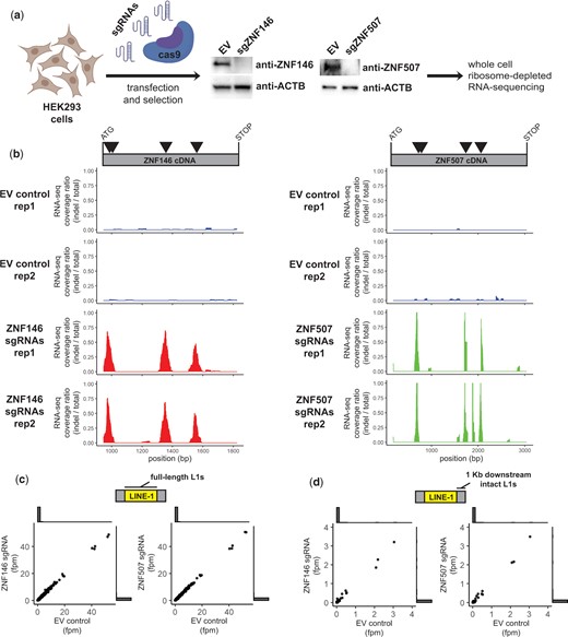 ZNF146 and ZNF507 are not required to silence LINE-1 elements in HEK293 cells. a) Schematic of CRISPR/cas9 disruption approach. HEK293 cells were transiently transfected with spCas9-sgRNA-puro plasmids with either sgRNAs targeting ZNF146 or ZNF507 respectively or an empty vector (EV) control. Cells were briefly selected with puromycin before outgrowth. Fourteen days post-transfection cells were harvested for western blot analysis (middle panels) to assess disruption of protein expression. RNA was isolated for RNA-sequencing analysis. Disruption and RNA-sequencing were performed in duplicate. b) RNA-sequencing coverage was calculated for reads mapping to ZNF146 (left) or ZNF507 cDNA (right) after filtering for reads marked with or without indels during alignment. Data is presented as the ratio of coverage calculated for reads with indels (determined by CIGAR tags) over total reads in each RNA-sequencing replicate. Triangles in the schematic above represent sgRNA targets. c) Comparison of RNA-sequencing depth in fragments per million (fpm) mapping to individual full-length LINE-1 elements. Outside of the scatter plot are histograms showing most values are at or near zero. d) Comparison of RNA-sequencing depth in fragments per million (fpm) mapping to 1 Kb regions downstream of intact (ORF1/ORF2 or ORF2 only) LINE-1 elements. Outside of the scatter plot are histograms indicating most values are at or near zero. Schematics created with BioRender.com.
