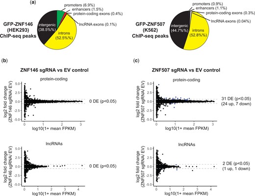 Disruption of ZNF507 leads to modest changes in gene expression. a) Pie chart of ChIP-seq peak intersection with genomic features. Promoters and enhancers are PHAMTOM-annotated. Genic features are RefSeq-annotated. b, c) Comparison of RNA-sequencing depth in fragments per kilobase per million mapped reads (FPKM) mapping to protein-coding transcripts (top) or lncRNAs (bottom). ZNF146 (left) or ZNF507 (right) disrupted cells are compared to EV control. Dotted gray lines mark 1.5-fold change. Transcripts which were differentially expressed (P < 0.05) are colored blue.