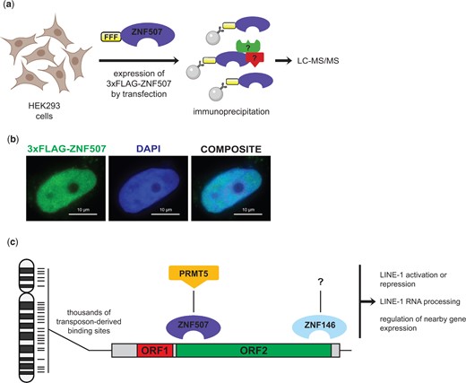 Identification of an interaction between ZNF507 and PMRT5. a) Schematic of approach to identify ZNF507-interacting proteins. HEK293 cells were transiently transfected with an 3xFLAG tagged ZNF507 expression plasmid or an empty vector control. After 48 h proteins were extracted and subjected to immunoprecipitation using anti-FLAG beads. Proteins were eluted by competition with 3xFLAG peptide before limited short gel electrophoresis and analysis by mass spectrometry (LC-MS/MS). b) Immunofluorescence analysis of HEK293 cells expressing 3xFLAG-ZNF507. All interphase cells observed expressing 3xFLAG-ZNF507 had nuclear localization. No appreciable signal was observed for cells transfected with empty vector 3xFLAG control plasmid. c) Model for LINE-1 binding by ZNF146 and ZNF507 and potential functions. ZNF146 and ZNF507 bind at thousands of sites in the genome as a result of LINE-1 transposition. Binding by either protein may then recruit various activities to these regions, such as the potential for ZNF507 to recruit protein arginine methylation activity through interaction with PRMT5. These activities may then contribute to context or cell-type dependent regulation of LINE-1 elements or nearby genes. Schematics created with BioRender.com.