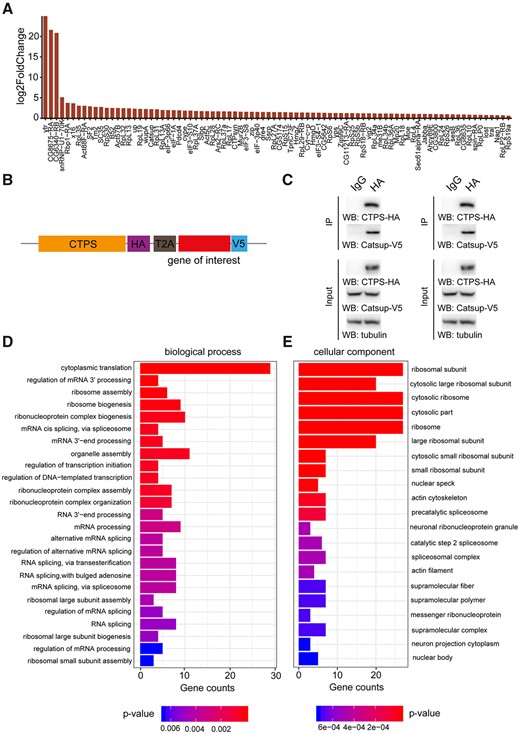 Validation and GO analysis of CTPS proximate proteomes. (A) Bar blot list of 84 enriched neighboring proteins of CTPS cytoophidium compared to disrupted cytoophidium. (B) Diagram of the expression cassettes used for Co-Immunoprecipitation (Co-IP) assays. T2A peptide mediates the expression of multiple transgenes containing HA or V5 tag in Drosophila S2 cells. (C) Co-IP of HA-tagged CTPS with V5-tagged Catsup and Pdcd4. Transfected S2 cells were lysed and immunoprecipitated with anti-HA magnetic beads or IgG bound protein A/G magnetic beads equally. The precipitates produced were examined by immunoblotting using anti-V5 antibody for Catsup and Pdcd4. (D) Enriched proximate proteins of CTPS cytoophidium classification based on BP. The single-item enrichment of P-value lower than 0.01 is shown and ranked by the P-value. (E) Enriched proximate proteins class distribution based on cellular components. P-value lower than 0.001 is shown.