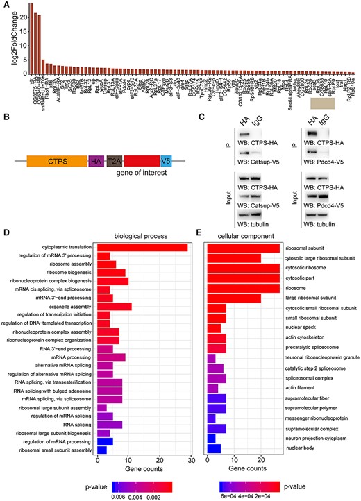 Validation and GO analysis of CTPS proximate proteomes. (A) Bar blot list of 84 enriched neighboring proteins of CTPS cytoophidium compared to disrupted cytoophidium. (B) Diagram of the expression cassettes used for Co-Immunoprecipitation (Co-IP) assays. T2A peptide mediates the expression of multiple transgenes containing HA or V5 tag in Drosophila S2 cells. (C) Co-IP of HA-tagged CTPS with V5-tagged Catsup and Pdcd4. Transfected S2 cells were lysed and immunoprecipitated with anti-HA magnetic beads or IgG bound protein A/G magnetic beads equally. The precipitates produced were examined by immunoblotting using anti-V5 antibody for Catsup and Pdcd4. (D) Enriched proximate proteins of CTPS cytoophidium classification based on BP. The single-item enrichment of P-value lower than 0.01 is shown and ranked by the P-value. (E) Enriched proximate proteins class distribution based on cellular components. P-value lower than 0.001 is shown.