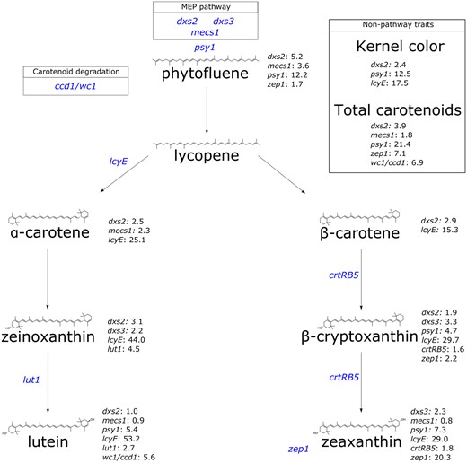 A simplified depiction of the carotenoid biosynthesis pathway, showing each carotenoid compound analyzed herein and its structure, annotated with the corresponding genes identified. Genes of interest are followed by the PVE for that gene at the corresponding trait. Gene names, listed in blue, represent the gene of interest relative to its placement in the pathway. Gene abbreviations are as follows: 1-deoxy-D-xylulose 5-phosphate synthase (dxs2 and dxs3); 2-C-methyl-D-erythritol 2,4-cyclodiphosphate synthase (mecs1); zeaxanthin epoxidase (zep1); phytoene synthase (psy1); lycopene ε-cyclase (lcyE); ε-ring hydroxylase (lut1); β-carotene hydroxylase (crtRB5); whitecap1/carotenoid cleavage dioxygenase1 (wc1/ccd1).