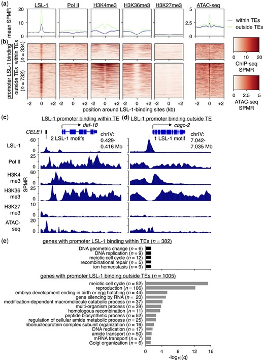 Genes with LSL-1-bound promoter TEs display a chromatin environment associated with gene expression. a) Plots showing the mean LSL-1, Pol II, H3K4me3, H3K36me3, and H3K27me3 ChIP-seq as well as ATAC-seq signal per million reads (SPMR) over LSL-1-bound regions containing LSL-1 motifs that reside either within (blue) or outside of TEs (green). LSL-1 ChIP-seq data were obtained from a previous publication (Kudron et al. 2018). Like LSL-1, histone modification and Pol II ChIP-seq data as well as ATAC-seq data were obtained from young-adult-staged worms (Contrino et al. 2012; Daugherty et al. 2017; Jänes et al. 2018). b) Heatmaps of LSL-1, Pol II, H3K4me3, H3K36me3, and H3K27me3 ChIP-seq as well as ATAC-seq SPMR over individual LSL-1-bound regions containing LSL-1 motifs. c) UCSC Genome Browser screenshot (Kent et al. 2002) with approximate genomic coordinates showing LSL-1, Pol II, H3K4me3, H3K36me3, and H3K27me3 ChIP-seq as well as ATAC-seq SPMR in the region surrounding the LSL-1-bound gene daf-18. Two CELE1-provided LSL-1-bound motifs are present within its promoter. d) UCSC Genome Browser screenshot with approximate genomic coordinates showing LSL-1, Pol II, H3K4me3, H3K36me3, and H3K27me3 ChIP-seq as well as ATAC-seq SPMR in the region surrounding the LSL-1-bound gene cogc-2. A single LSL-1-bound motif that resides outside of any annotated TEs is present within its promoter. e) Bar chart of significantly enriched GO terms and their corresponding −log10(q) values for genes with promoter LSL-1-bound regions containing LSL-1 motifs within (black) or outside of TEs (gray). Only GO terms associated with biological processes are shown.