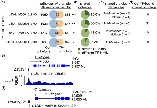 Orthologous genes in C. elegans and C. briggsae have TF-motif-containing promoter TEs. a) Venn diagrams depicting the number of one-to-one orthologs with promoter TEs containing the indicated TF motifs in C. elegans (Cel) (blue), C. briggsae (Cbr) (orange), or both species. Venn diagrams were generated in R using the VennDiagram v1.6.20 package (Chen 2018; R Core Team 2020). TF-binding motif identifiers from the Cis-BP database (Weirauch et al. 2014) are shown in parentheses. Only TF motifs with significant numbers of shared orthologs are shown. One asterisk represents P < 0.05, 2 asterisks represent P < 0.01, and 3 asterisks represent P < 1.0e−05 for the number of shared orthologs observed (hypergeometric test). b) Pie charts displaying the proportion of shared orthologs identified in panel (a) that have TF-motif-containing promoter TEs belonging to similar (dark green) or different TE families (light green). c) Identified TE families for TF-motif-containing promoter TEs that are similar between C. elegans and C. briggsae orthologs. d) Number of shared one-to-one orthologs with promoter TEs belonging to similar and different TE families bound by their cognate TFs in C. elegans, identified using previously published ChIP-seq data (Kudron et al. 2018). e) UCSC Genome Browser screenshot with approximate genomic coordinates of the region surrounding gck-1 in C. elegans. The Tc1/mariner-related transposon CELE11 containing 1 LSL-1-bound motif is found in its promoter. f) UCSC Genome Browser screenshot with approximate genomic coordinates of the region surrounding Cbr-gck-1 in C. briggsae. The Tc1/mariner-related transposon DNA2-5_CB containing 2 LSL-1-bound motifs is found in its promoter.