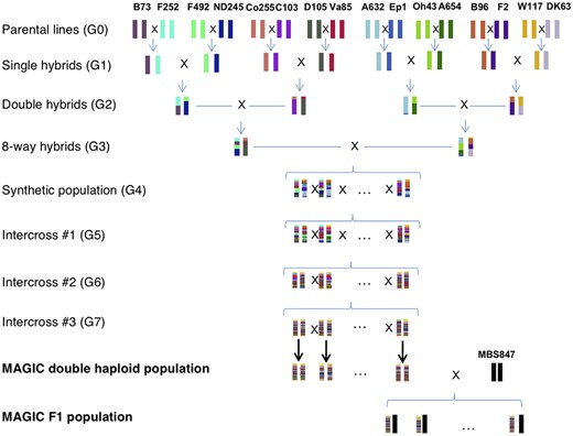 The crossing scheme of the MAGIC population; 16 inbred maize lines were crossed in a funnel crossing scheme, and then the 8-way hybrids were outcrossed for 3 generations. The outcrossed lines were then made into DHs, which where were crossed to an inbred tester, MBS847 to make MAGIC F1s.