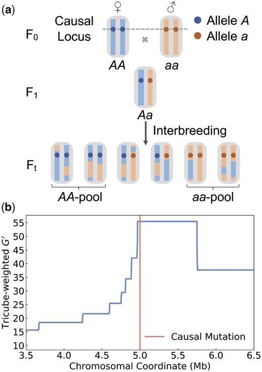 Illustration of a BSA experiment. a) Our model assumes a trait determined by a single QTL with two different alleles (A, a). The starting point of the experiment are two inbred parental strains, represented by red and blue chromosomes. The blue strain carries the A allele and the red carries the a allele. An F1 population is created and interbred for t generations. At the end of the experiment, two pools of individuals are selected such that the first comprises only AA individuals and the second only aa individuals. The mapping resolution is determined by the length of the region surrounding the QTL for which all chromosomes in the AA-pool still have blue ancestry, while all in the aa-pool still have red ancestry. b) Mapping resolution in a simulated BSA experiment for a QTL located at the center (red line) of a 10-Mb-long chromosome (only showing the genomic segment between 3.5 and 6.5 Mb in figure). Interbreeding was modeled for 10 generations in a population of 100 individuals with a uniform recombination rate of 1.0 cM/Mb. Two pools of 10 AA and 10 aa individuals were selected at the end of the experiment. The blue curve shows the G′ statistic estimated from marker SNPs. The peak in G′ around the QTL indicates the region where all chromosomes in the AA/aa pools still have blue/red ancestry, which extends for ∼0.5 Mb.