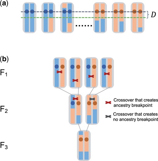 Resolution of a BSA experiment. a) We define D as the distance between the QTL and the first ancestry breakpoint downstream of the QTL in all samples. b) Example of a full pedigree of an individual from the F3. All crossover events that have occurred along its pedigree are also shown. Only those crossover events occurring in individuals that carried red and blue ancestry at the location of the crossover actually generated new ancestry breakpoints, and every breakpoint observed in the sampled chromosome can be traced back to such a specific crossover event in the pedigree.