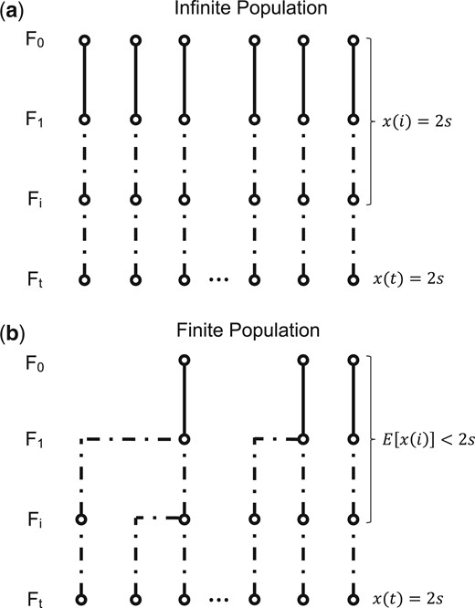Infinite and finite population models. a) In the infinite population model, all lineages descend independently and the overall length of the genealogy of 2s sampled genomes is simply 2st. b) In the finite population model, by contrast, lineages can coalesce in ancestors of the sample, reducing the expected overall number of ancestors in previous generations and thereby the expected length of the genealogy.