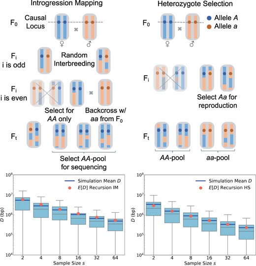 Extension of our theory to two different crossing schemes. In the IM scheme shown in the left panels, AA homozygotes are selected in even generations and then backcrossed to the aa founding strain. The resulting offspring are interbred without selection in odd generations. At the end of the experiment, AA homozygotes are sequenced. The bottom-left panel shows that the distributions of D values in simulated IM experiments conform well to our analytical predictions (see Materials and methods). The HS scheme shown in the right panels is similar to the standard BSA design, except that only Aa heterozygotes are allowed to reproduce in every generation. Our theory again accurately predicts the expected mapping resolution under this design (bottom-right panel).