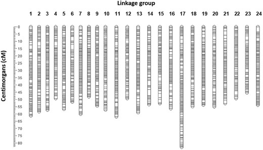 Visualization of the sex-averaged map built for the largest segregating family (n = 87). The 24 LGs represent the expected 24 Pseudocaranx georgianus chromosomes.