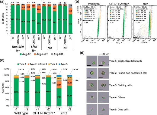 Assessment of cell cycle progression under synchronizing conditions. a, b) Flow cytometry analysis of DNA-stained cell cultures grown under N+, ND, and NR conditions. Samples of cells grown under synchronizing conditions were fixed and stained with SYTOX Green prior to flow cytometry analysis. Summary of DNA content (a) of cells at non-S/M (ZT0-10, ZT24) and S/M phases (ZT12-16) of N+ condition as well as cells under ND (ND0, 6, 12, and 36) and NR (NR6 and 12) conditions. Y-axis: average population (%) of cells carrying single (green), ≥2 (orange), or undetermined (gray) copies of chromosomes. n = 2 for each sample. Example plot (b) showing particle size (FSC-A; Forward scatter) vs DNA content (FITC-A) for samples at ZT6. Each dot represents noncell particle (black) or a cell carrying a single (green), 2 (orange), >2 (blue), or undetermined (brown and cyan) copies of the genome. One of the 2 replicates (n = 2) for each sample is presented. See also Supplementary Fig. 1. c, d) Cell morphology of wild type, CHT7-HA::cht7, and cht7 cells at ZT6. Two biological replicates (r1 and r2) for each strain were observed under the microscope and summarized in (c). n: numbers of cells observed. Y-axis: population (%) of cells of type 1 (green), 2 (orange), 3 (gray), 4 (yellow), and 5 (blue). The representative graphs and definition of each cell type are shown in (d).