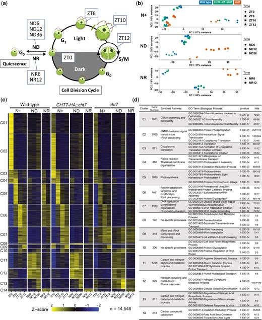 Transcriptome analysis of Chlamydomonas cell cultures under synchronizing conditions. a) Diagram of Chlamydomonas cell cycle and experimental design for RNA-sequencing analysis. Wild type, CHT7-HA::cht7, and cht7 cells were grown photoautotrophically in an environmental photobioreactor (ePBR) under turbidostatic control. ZT(n) samples represent cells at different stages of the cell division cycle under normal N+ conditions, where n = hours after the onset of light. Quiescence was triggered by nitrogen deprivation (ND) in continuous light. ND(n) samples were harvested, where n = hours after N deprivation. The exit from quiescence was induced by N resupply (NR). NR(n) samples were harvested after n hours of N refeeding. Three independent biological samples (n = 3) were analyzed. b) PCA of transcriptomes of all 81 samples. Samples are labeled with different colors and shapes as shown on the top and right of the graph to indicate combinations of different genotypes and timepoints, respectively. c) Z-score heatmap and d) GO enrichment analysis of 14 gene clusters across all conditions. In total, 14,456 transcripts with an average normalized read count >20 (n = 3) differentially expressed in any sample and timepoint were grouped into 14 gene clusters by hierarchical clustering based on their Z-scores. Each cluster represents a unique expression pattern across all conditions. Hits (x/y): number of the input genes (x) over total genes (y) within a GO term. See also Supplementary Fig. 1 and Table 1.