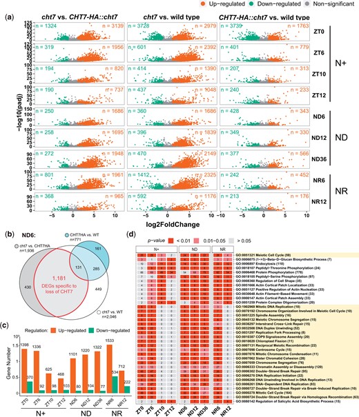 DE analysis of all 3 strains. a) Volcano plots showing the upregulated (orange; log2-fold change > 1, P-adj < 0.05), downregulated (green; log2-fold change < 1, P-adj < 0.05), and non (gray) DEGs in 3 groups of any 2 genotypes (e.g. cht7 vs wild type) across all timepoints. X-axis: log2-fold change. Y-axis: -log10 adjusted P-value (P-adj). n = number of DEGs. b) Venn diagram example showing the selection of cht7-specific DEGs from the ND6 samples. DEGs between the WT and CHT7HA::cht7 were excluded from DEGs between cht7 and WT and CHT7HA::cht7, respectively. c) Numbers of up- (orange) and down- (green) regulated cht7-DEGs across all timepoints. d) GO enrichment analysis of upregulated cht7-DEGs across all timepoints. Twenty-three GO terms of biological processes related to the S/M phase are highlighted in light yellow. Number of upregulated DEGs are labeled in the boxes. Number of total annotated genes are indicated after GO terms. See also Supplementary Fig. 2.