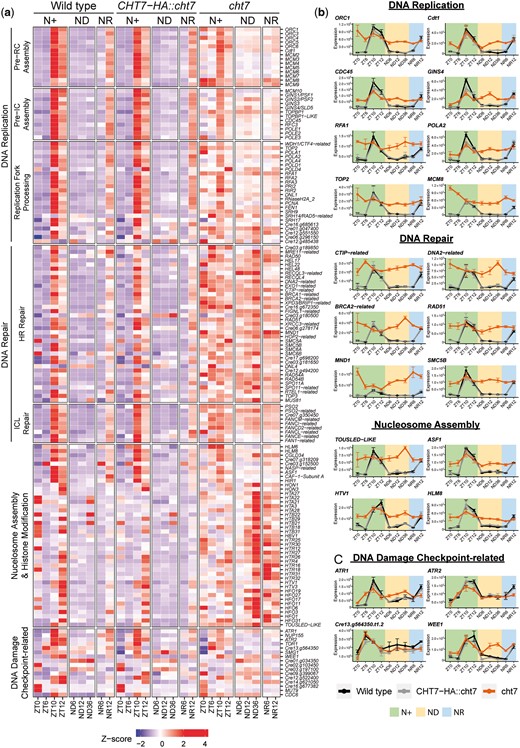 Derepressed DNA replication in the cht7 mutant. a) Z-score heatmap of S-phase genes across all conditions. Genes that were differentially expressed (log2-fold change > 1, P-adj < 0.05) in cht7 at ≥1 timepoints are presented. pre-RC, prereplicative complex; pre-IC, preinitiation complex; HR repair, homologous recombination repair; ICL, interstrand crosslink. Expression of representative S-phase genes (b) and DNA damage checkpoint-related genes (c) in cht7 (orange), WT (black), and CHT7-HA::cht7 (gray) across all timepoints. Y-axis: normalized read count. ORC1, origin recognition complex 1; Cdt1, Cdc10-dependent transcript 1; CDC45, cell division cycle 45; RFA1, replication factor A1; POLA2, DNA polymerase α2; TOP2, topoisomerase II; MCM8, minichromosome maintenance 8; CTIP, CtBP (C-terminal binding protein) interacting protein; BRCA2, breast cancer gene 2. MND1, meiotic nuclear divisions 1; SMC5B, structural maintenance of chromosomes 5; ASF1, anti-silencing factor 1; HTV1, histone H3 variant 1; HLM8, histone-lysine N-methyltransferase 8; ATR, Ataxia Telangiectasia mutated (ATM) and Rad3-related.