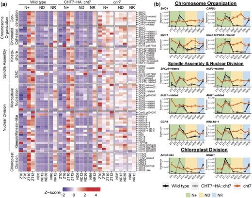 Derepressed mitotic genes in the cht7 mutant. a) Z-score heatmap of mitotic genes. Genes that were differentially expressed (log2-fold change > 1, P-adj < 0.05) in cht7 at ≥1 timepoints are presented. (SAC) Spindle assembly checkpoint (b) Expression of representative mitotic genes in cht7 (orange), WT (black), and CHT7-HA::cht7 (gray) across all timepoints. Y-axis: normalized read count. SMC4, structural maintenance of chromosomes 4; CAPD2, chromosome-associated protein D2; SPC25, spindle pole component 25; NUF2, nuclear filament-containing protein 2; AUG1, AUGMIN subunit 1; BUB1, budding uninhibited by benzimidazole 1; GCP4, γ-tubulin complex protein 4; KIN14A-1, kinesin-like protein 14A-1; ARC6-like, accumulation and replication of chloroplasts 6-like; MIND1, minicell mutant D1. See also Supplementary Table 3.
