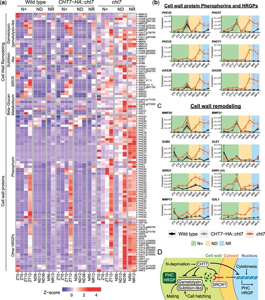 Misregulated cell wall-associated genes in the cht7 mutant. a) Z-score heatmap of cell wall remodeling and biosynthetic genes. Genes that were differentially expressed (log2-fold change > 1, P-adj < 0.05) in cht7 at ≥3 timepoints are presented. (SRCR) Scavenger receptor cysteine-rich. b, c) Expression of representative genes in cht7 (orange), WT (black), and CHT7-HA::cht7 (gray) across all timepoints. Y-axis: normalized read count. PHC, pherophorin; MMP, matrix metalloprotease; SUB, subtilisin-like protease; SRR, scavenger receptor cysteine-rich; GSL1, Gibberellin Stimulated-Like protein 1 (Callose synthase); VLE1, vegetative lytic enzyme 1; GAS28, Gamete-specific 28. d) Working model of CHT7-meidated cell wall regulation in Chlamydomonas. See also Supplementary Table 3.
