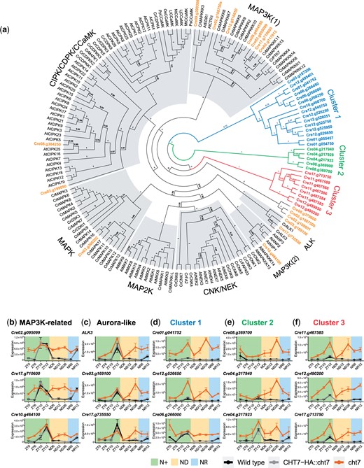 Analysis of protein kinase families misregulated in cht7. a) ML phylogeny of the kinase domain of 43 protein kinases encoded by genes that are differentially expressed (log2-fold change >1, P-adj < 0.05) in cht7 at ≥5 timepoints along with kinase domains retrieved from 122 known protein kinases. Confidence of branches was tested by aLRT branch support. Refer to Materials and methods for details. Cr, Chlamydomonas reinhardtii; At, Arabidopsis; Lt, Lotus japonicus; Mt, Medicago truncatula; Ps, Pisum sativum; Nt, Nicotiana tabacum; Ll, Lilium longiflorum; Os, Oryza sativa; Pp, Physcomitrella patience; CCaMK, Ca2+/CaM-dependent protein kinase; CIPK, CBL-interacting protein kinase; CDK and CPK, calcium-dependent protein kinases; CNK, Chlamydomonas NIMA-related kinase; NEK, NIMA-related Kinase; GSK3, glycogen synthase kinase 3. b–f) Expression of genes encoding MAPK3K-related kinases (b), ALKs (c), and cluster 1–3 potential protein kinases (d–f) in cht7 (orange), WT (black), and CHT7-HA::cht7 (gray) across all timepoints. Y-axis: normalized read count. See also Supplementary Data 1, Tables 3 and 4.