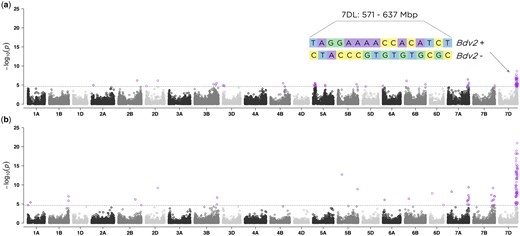 Manhattan plots showing the marker-trait associations using 346 wheat accessions and 29,480 SNP markers obtained with genotyping-by-sequencing (GBS) for (a) BYD severity and (b) presence/absence of Bdv2 resistance gene. The 21 labeled wheat chromosomes with physical positions are on the x-axis and y-axis is the –log10 of the P-value for each SNP marker. Horizontal dashed lines represent the false discovery rate threshold at 0.01 level and highlighted data points above the threshold represent SNPs significantly associated with the trait. In (a), the length of the region and the haplotypes defined by the significant SNP markers is displayed.