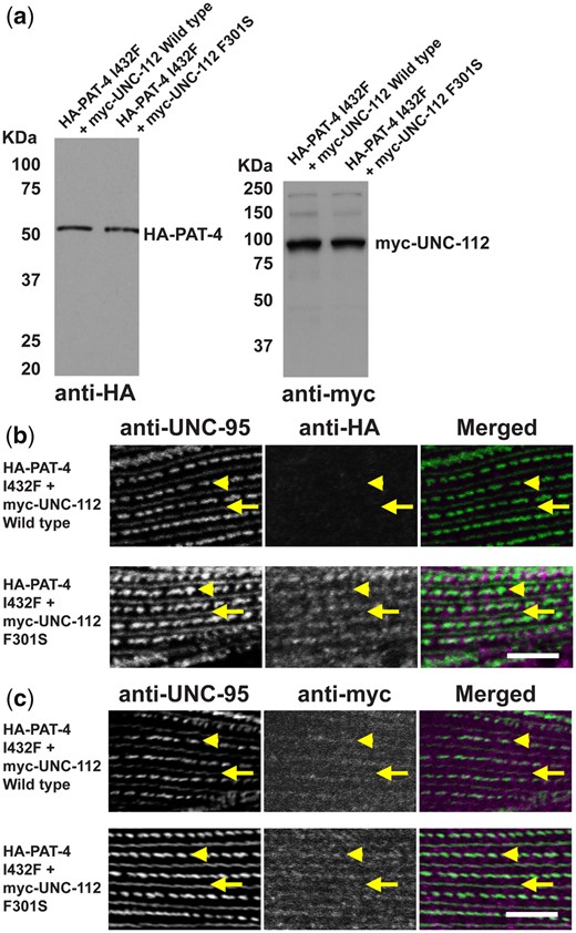 Co-expression of HA-PAT-4 I432F and myc-UNC-112 F301S restores ability of PAT-4 I432F to localize to integrin adhesion sites. a) Western blot of lysates from transgenic worms expressing from a heat shock promoter HA-tagged PAT-4 I432F and either myc-tagged UNC-112 wild-type or UNC-112 F301S. Lysates were prepared after heat shock (+) and reacted with anti-HA or anti-myc antibodies. Expression of the HA- and myc-tagged proteins depended on heat shock. b) Localization of heat shock-expressed HA-tagged PAT-4 I432F in the presence of co-expressed myc-tagged UNC-112 wild type, or myc-tagged UNC-112 F301S. Adult worms were immunostained with anti-HA to detect transgenic PAT-4 and with anti-UNC-95 to visualize the optical plane of body wall muscle cells that contain dense bodies and M-lines (integrin adhesion sites). HA-PAT-4 I432F fails to localize to these structures in the presence of myc-UNC-112 wild type but does localize to these structures in the presence of myc-UNC-112 F301S. c) Localization of heat shock-expressed myc-tagged UNC-112 wild type or F301S in the presence of HA-tagged PAT-4 I432F. Adult worms were immunostained with anti-myc to detect transgenic UNC-112 and with anti-UNC-95 to visualize the optical plane of body wall muscle cells that contain dense bodies and M-lines (integrin adhesion sites). Both wild type and F301S UNC-112 localize to M-lines and dense bodies. For (b) and (c), yellow arrowheads mark dense bodies, whereas yellow arrows mark M-lines. White bar, 10 μm.