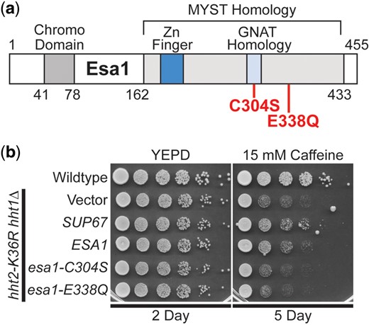 The lysine acetyltransferase ESA1 suppresses the caffeine-sensitive growth of H3K36R histone-mutant cells and requires the catalytic activity of Esa1 for suppression. SUP67 includes a single intact gene ESA1, which encodes a histone H4/H2A lysine acetyl transferase of the MYST (Moz, YBF2, Sas2, Tip) family. a) The domain structure of Esa1 is shown. The MYST homology domain contains both a Zinc Finger (Zn Finger) domain and a Gcn5-related N-acetyltransferases (GNAT) Homology domain. Esa1 also contains an N-terminal chromo domain. The amino acid changes created to impair the lysine acetyltransferase activity of Esa1, C304S and E338Q, which are based on previous work (Decker et al. 2008) and located in the MYST homology domain are shown below the diagram in bolded text. b) ESA1 suppresses the caffeine-sensitive growth of H3K36R-mutant cells similar to the high copy suppressor, SUP67, but catalytically inactive mutants of Esa1 do not suppress. The H3K36R cells (hht2-K36R hht1Δ) containing an ESA1 plasmid show improved growth compared to cells with vector alone on a caffeine plate, similar to cells containing the SUP67 suppressor, but cells containing the catalytically inactive mutant esa1-C304S or esa1-E338Q plasmid do not show improved growth. WT cells transformed with vector and H3K36R-mutant cells (hht2-K36R hht2Δ) transformed with vector, SUP67, ESA1, esa1-C304S, or esa1-E338Q plasmid were serially diluted and spotted onto a control YEPD plate and YEPD plate containing 15 mM caffeine and grown at 30°C for indicated days.