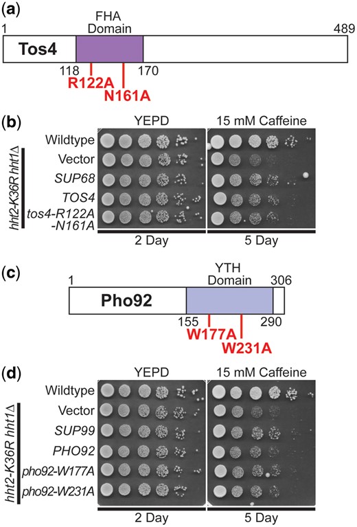 The gene expression regulator TOS4 and m6A RNA-binding protein PHO92 suppress the caffeine-sensitive growth of H3K36R histone-mutant cells, but Tos4 interaction with HDAC complexes and Pho92 m6A RNA binding are not required for suppression. a) The Tos4 protein is a gene expression regulator that contains a forkhead-associated (FHA) domain, which is a phosphopeptide recognition domain found in many regulatory proteins. The amino acids changes generated to disrupt the interaction with the HDAC complexes, Rpd3L and Set3 (Bastos de Oliveira et al. 2012; Cooke et al. 2021), R122A and N161A, which are located in the FHA domain, are shown below the diagram in bolded text. b) TOS4 suppresses the caffeine-sensitive growth of H3K36R-mutant cells to the same extent as the high copy suppressor, SUP68, and a FHA domain double mutant of Tos4 that disrupts interaction with Rpd3L and Set3 HDACs remains competent to suppress the cells. The H3K36R cells (hht2-K36R hht1Δ) containing a TOS4 plasmid show improved growth compared to cells with vector alone on a caffeine plate, similar to cells containing the SUP68 suppressor, which contains uncharacterized open reading frame, YLR184W, in addition to TOS4. The H3K36R cells containing an FHA domain double mutant of Tos4, tos4-R122A-N161A, show improved growth compared to cells with vector alone on a caffeine plate, similar to cells containing TOS4. c) The Pho92 protein contains a YT521-B homology (YTH) domain, which is an evolutionarily conserved m6A-dependent RNA-binding domain (Xu et al. 2015). The amino acid changes made to impair the binding of Pho92 to m6A RNA, W177A and W231A, which alter key tryptophan residues in the m6A binding pocket (Xu et al. 2015) located in the YTH domain, are shown belowthe diagram in bolded text. d) PHO92 suppresses the caffeine-sensitive growth of H3K36R-mutant cells similar to the high copy suppressor, SUP99, but the m6A RNA-binding function of Pho92 is not required for suppression. The H3K36R cells (hht2-K36R hht1Δ) containing a PHO92 plasmid show improved growth compared to cells with vector alone on a caffeine plate, similar to cells containing the SUP99 suppressor, which contains WIP1 and BCS1 genes in addition to PHO92. The H3K36R cells containing the m6A RNA-binding mutant pho92-W177A or pho92-W231A plasmid show improved growth compared to cells with vector alone on a caffeine plate, similar to cells containing PHO92. WT cells transformed with vector and H3K36R-mutant cells (hht2-K36R hht2Δ) transformed with vector, SUP68, TOS4, tos4-R122A-N161A, SUP99, PHO92, pho92-W177A, or pho92-W231A plasmid were serially diluted and spotted onto a control YEPD plate and YEPD plate containing 15 mM caffeine and grown at 30°C for indicated days.