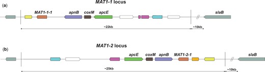 Schematical overview of the MAT1-1 and MAT1-2 loci in A. niger. Conserved genes between the 2 MAT loci have been color coded. White genes are not conserved between the 2 loci and gray genes are positioned outside of the 2 MAT loci. In red, the mating-type genes MAT1-1-1 and MAT1-2-1. These genes are transcription factors, where MAT1-1-1 contains an “alpha1 HMG-box” domain and MAT1-2-1 contains a high mobility group (HMG) domain. In aspergilli, these mating-type genes are normally flanked by the DNA lyase apnB and a cytoskeleton assembly control factor slaB. However, in A. niger the slaB gene is located more than 10-kb downstream of the MAT genes. a) Mating-type locus MAT1-1. This mating-type locus appears to have a flipped orientation when compared to the MAT1-2 locus and when compared to MAT1-1 and MAT1-2 loci of other aspergilli. b) Mating-type locus MAT1-2. Only recently described in the A. niger neotype strain CBS554.65, the orientation of the genes in this locus corresponds with expectations based on the MAT1-1 and MAT1-2 locus organization of other aspergilli. The mating-type loci, the individual genes, and their possible functions in A. niger have been discussed more extensively in a recent study (Ellena et al. 2021).