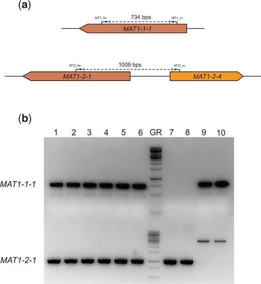 Diagnostic PCR for the presence of the mating-type genes. a) An in silico representation of the diagnostic PCRs performed to investigate presence of the mating-type genes. The primers were designed to be idiomorph-specific based on the haploid parents. If the MAT1-1-1 gene is present, amplification with the MT1_fw and MT1_rv primers will result in a 734 bps band on the gel. If the MAT1-2-1 gene is present, amplification with the MT2_fw and MT2_rv primers will result in a 1009 bps band on the gel. b) This gel shows the diagnostic PCR results confirming the presence of both the MAT1-1-1 gene and the MAT1-2-1 gene in the 6 diploid strains. Columns 1–6 are PCR products resulting from amplification on gDNA from individually obtained diploid strains SJS150.1, SJS150.2, SJS150.3, SJS151.1, SJS151.2, and SJS151.3. In the diploid strains, both PCR products are present confirming the presence of both mating-type genes. Column 7 contains the GeneRuler 1 kb DNA ladder (Thermo Scientific). Columns 8 and 9 are PCR products resulting from amplification on gDNA from MAT1-2 containing CBS147323 parental strains (SJS111 and NS4, respectively). Columns 10 and 11 are PCR products resulting from amplification on gDNA from MAT1-1 containing CBS147347 parental strains (SJS114 and NS8, respectively). In the haploid parental strains, only a single mating-type gene is present. Note that the CBS 147347 parental strains show off-target amplification but do not contain the MAT1-2-1 gene.
