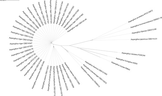 Phylogenetic tree of Aspergillus section Nigri strains. This phylogenetic tree was based on 3268 single-copy orthologs proteins found in all strains. Bootstrap values of all branches were calculated but not visualized to increase visibility. All branches had bootstrap values of 100, except branches between individual A. niger sensu stricto strains sequenced in this study (see Fig. 4) and between A. tubingensis and A. costaricaensis (bootstrap value = 69). The tree was visualized using iTOL v4 (Letunic and Bork 2019).