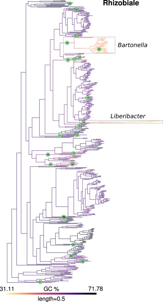 GC content map and location of inferred jumps in Rhizobiales. GC content was mapped onto a phylogeny of Rhizobiales using the contMap function from R package phytools. This mapping itself is only indicative of trends since it assumes a Brownian model of evolution. Branches with inferred jumps i.e. where the posterior probability of observing jump(s) is greater than the chosen threshold are indexed in filled circles. Two interesting examples of jumps in Rhizobiales are highlighted in dashed boxes, which occur in the stem branches of Liberibacter (jump index 14), an obligate plant pathogen and Bartonella (jump index 19), an obligate animal pathogen, respectively. Within the genus Bartonella, the lineage leading to B. australis experienced an upward jump (index 20). Mapping for other clades is shown in Fig. 3 and Supplementary Figs. 5–12.