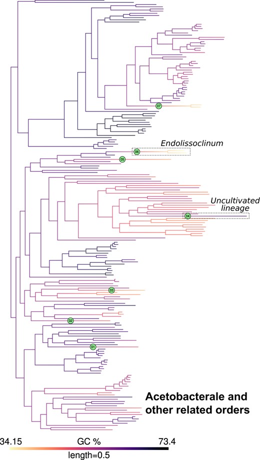 GC content map and location of inferred jumps in Acetobacterales and related orders. GC content was mapped onto a phylogeny of Acetobacterales and related orders as noted in Fig 2. Branches with inferred jumps i.e. where the posterior probability of observing jump(s) is greater than the chosen threshold are indexed in filled circles. An example of a downward jump in an endosymbiont (Endolissoclinum, jump index 6) and an upward jump in an uncultivated bacterial lineage (jump index 4) are highlighted in dashed boxes. Mapping for other clades is shown in Fig. 2 and Supplementary Figs. 5–12.