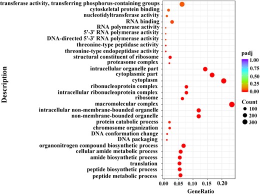 GO significant enrichment analysis for DEGs between female and male transcriptomes of D. suzukii.