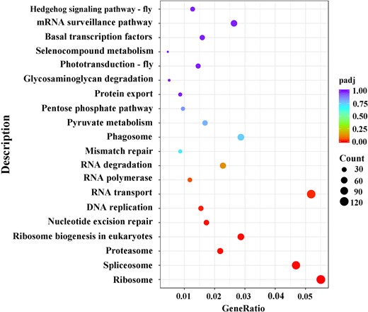 KEGG significant enrichment analysis for DEGs between female and male transcriptomes of D. suzukii.